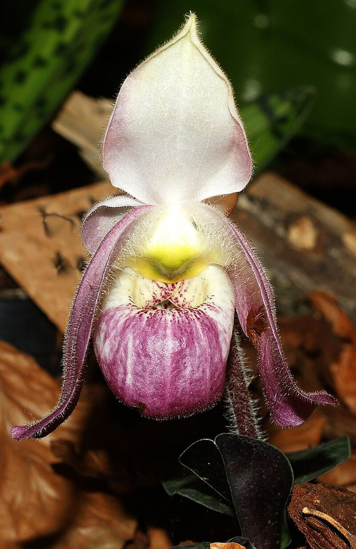 Đó là loài hoa Lan hài Việt Nam (danh pháp khoa học: Paphiopedilum vietnamense). Theo Sách Đỏ của Liên minh Bảo tồn Thiên nhiên Quốc tế (IUCN), loài lan hài Việt Nam là loài lan đặc hữu mọc duy nhất ở Việt Nam, trên thế giới không nơi nào có.