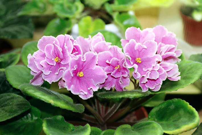 Cây cảnh tử linh lan hay còn gọi là màu tím châu Phi có tên tiếng Anh là African violet, tên khoa học là Saintpaulia ionantha, thuộc gia đình Tai Voi (Gesneriaceae).