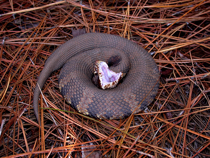 3. Cottonmouth - Loài rắn sở hữu tốc độ tấn công nhanh nhất ở Mỹ (Tốc độ tấn công: 2,97 mét mỗi giây): Ẩn mình trong những vùng đầm lầy và ao tù ở miền nam nước Mỹ, Cottonmouth (Agkistrodon piscivorus) hay còn gọi là rắn nước mặn, là một kẻ săn mồi nguy hiểm với tốc độ tấn công nhanh như chớp.