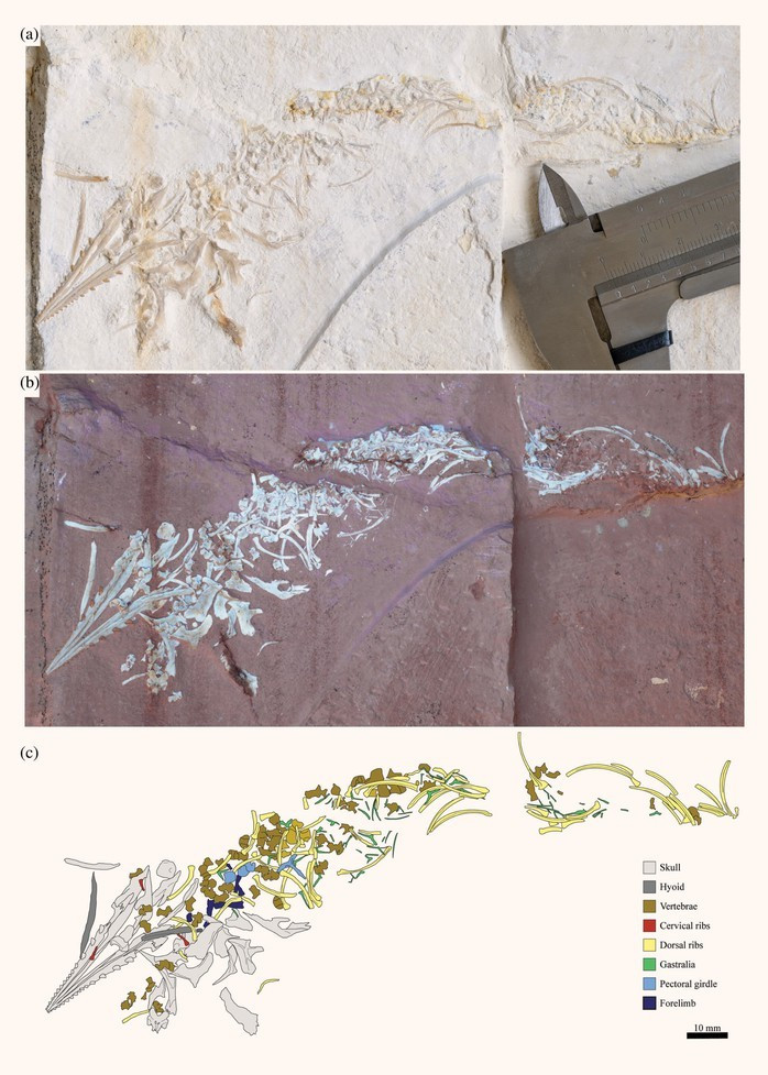  Beccari và cộng sự