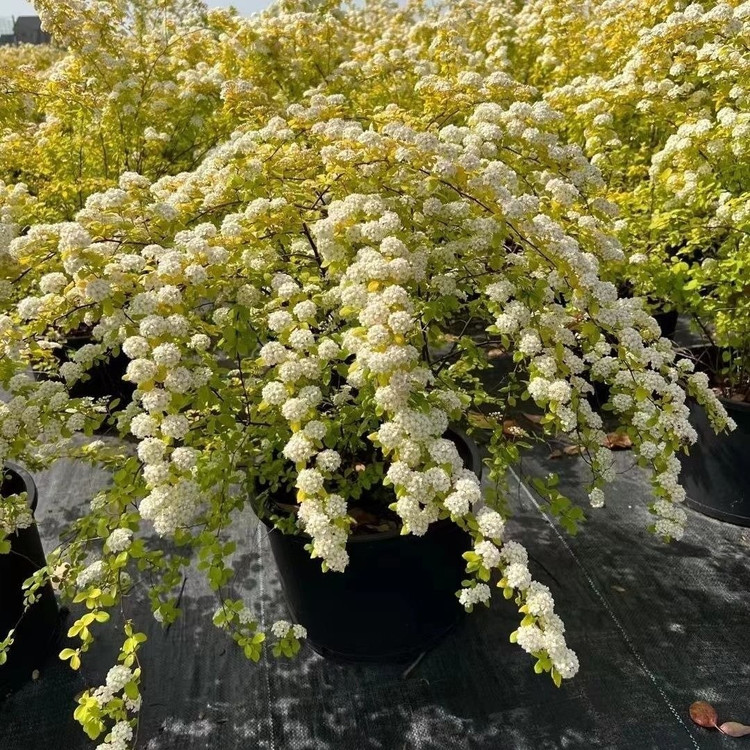 Độc lạ loài cây nở hoa như tuyết phun, chiêu may rước lộc ảnh 18 Độc lạ loài cây nở hoa như tuyết phun, chiêu may rước lộc ảnh 18