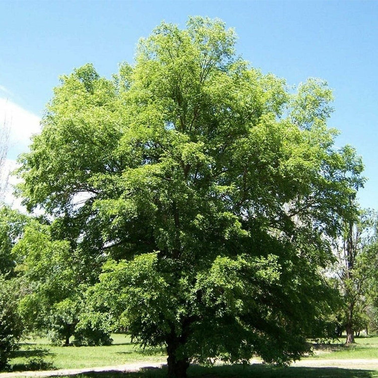 Bí mật cây cảnh phong thủy cha ông truyền lại, giúp gia chủ phát tài ảnh 1 Bí mật cây cảnh phong thủy cha ông truyền lại, giúp gia chủ phát tài ảnh 1