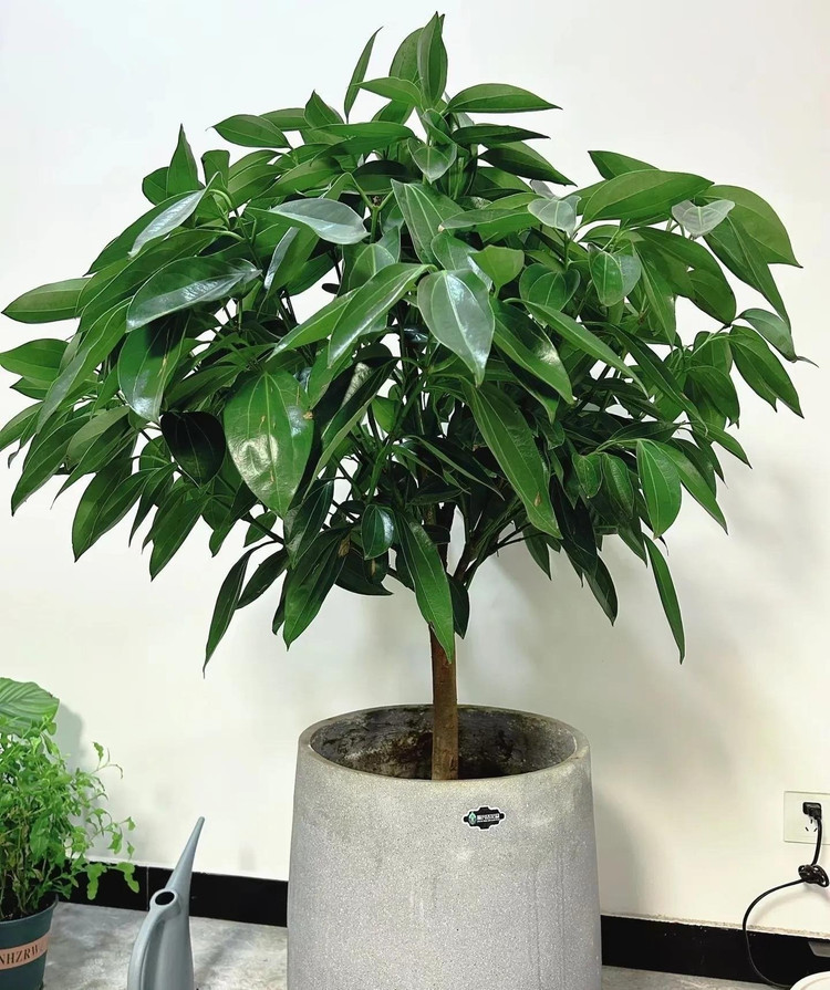 5 cây cảnh giúp gia chủ chiêu tiền, gọi quý nhân vào cửa ảnh 4 5 cây cảnh giúp gia chủ chiêu tiền, gọi quý nhân vào cửa ảnh 4