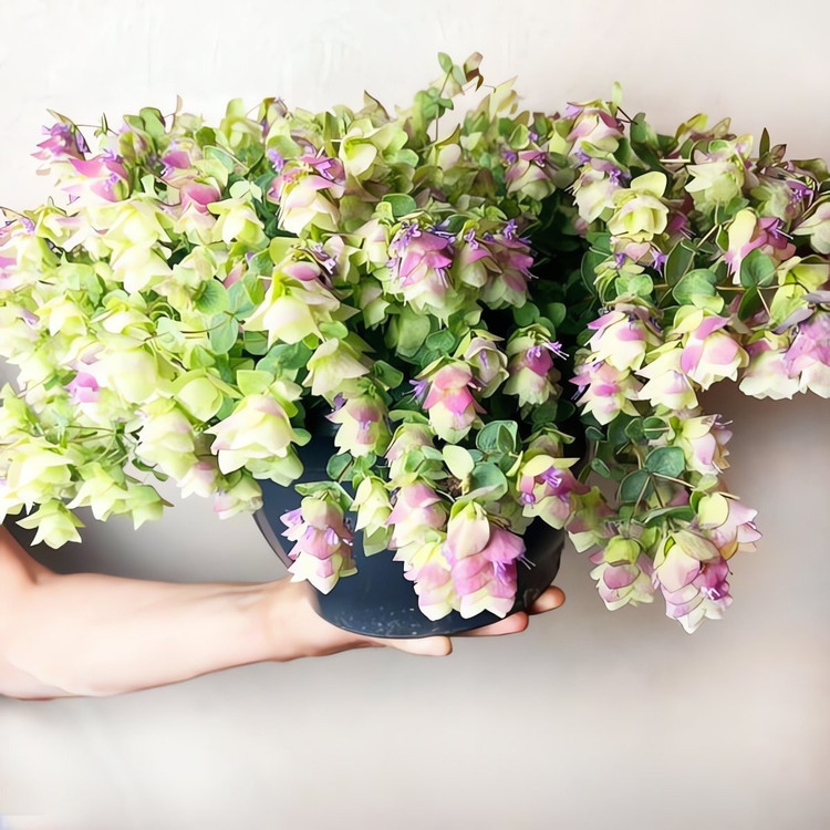 Lạ lùng loài hoa nở quanh năm, đổi màu theo mùa đẹp mê hoặc ảnh 13 Lạ lùng loài hoa nở quanh năm, đổi màu theo mùa đẹp mê hoặc ảnh 13