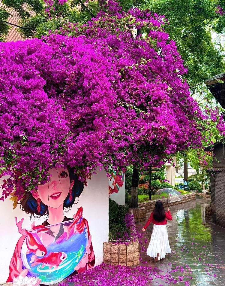 Cây cảnh đẹp nhất thế giới, nở hoa 365 ngày... đẹp gây mê ảnh 14 Cây cảnh đẹp nhất thế giới, nở hoa 365 ngày... đẹp gây mê ảnh 14