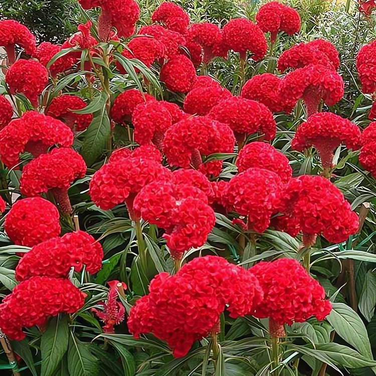Cây cảnh dân dã trổ hoa rực rỡ, hút may mắn đầu mùa ảnh 12 Cây cảnh dân dã trổ hoa rực rỡ, hút may mắn đầu mùa ảnh 12