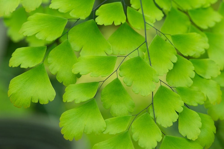 Loài cây cảnh thần kỳ giúp dưỡng mắt, làm dịu tâm trí ảnh 4 Loài cây cảnh thần kỳ giúp dưỡng mắt, làm dịu tâm trí ảnh 4