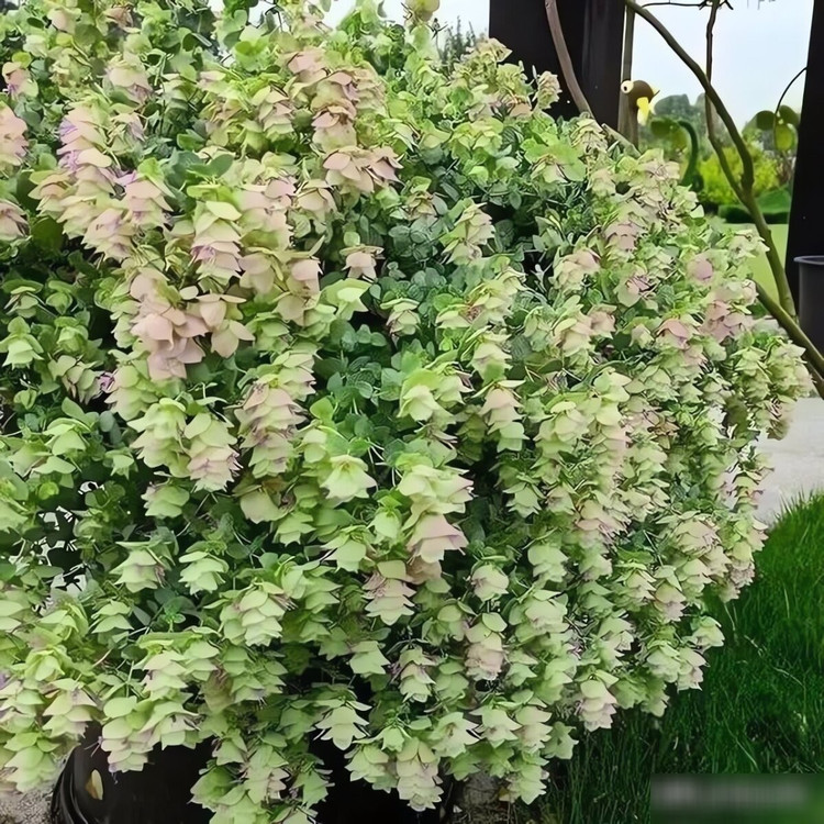 Lạ lùng loài hoa nở quanh năm, đổi màu theo mùa đẹp mê hoặc ảnh 12 Lạ lùng loài hoa nở quanh năm, đổi màu theo mùa đẹp mê hoặc ảnh 12