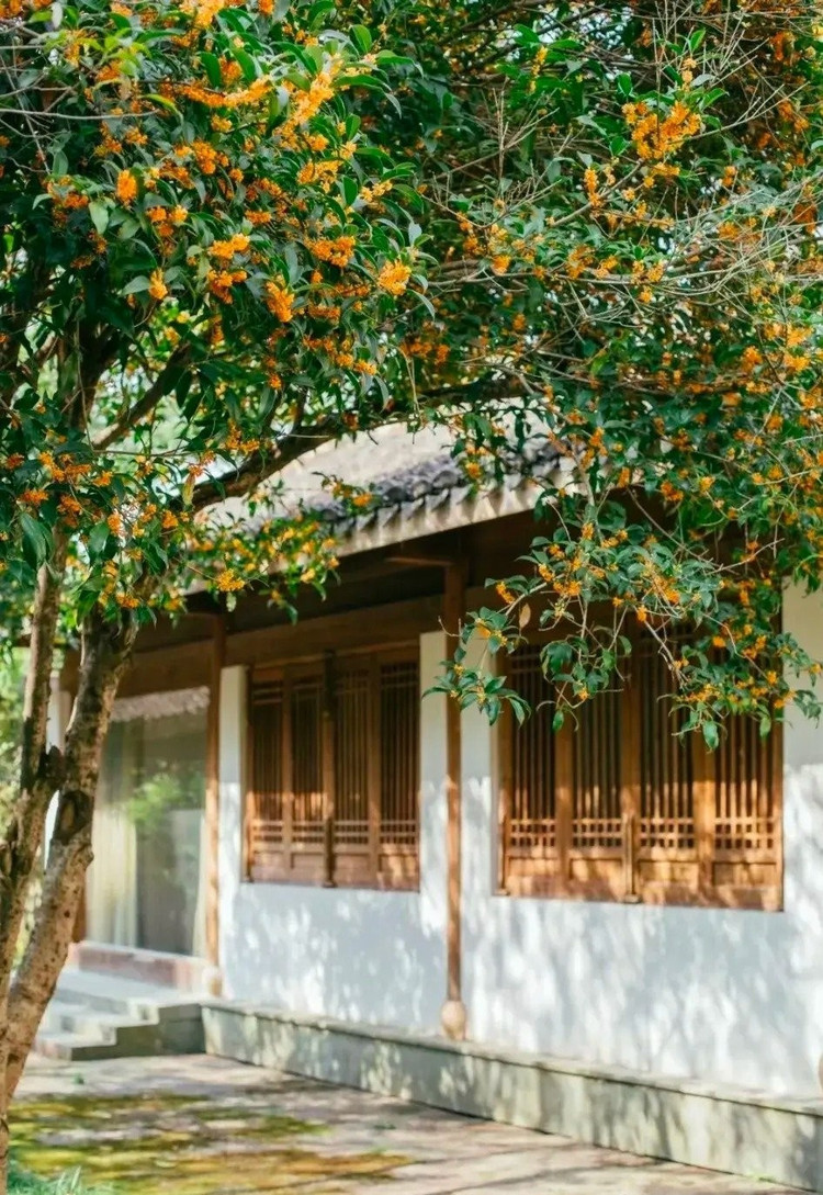 5 cây cảnh giúp gia chủ chiêu tiền, gọi quý nhân vào cửa ảnh 2 5 cây cảnh giúp gia chủ chiêu tiền, gọi quý nhân vào cửa ảnh 2