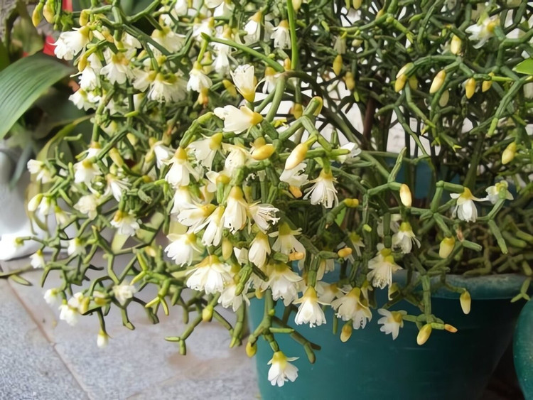 Độc lạ cây cảnh “khúc xương nhảy múa”, hút tài lộc và may mắn ảnh 10 Độc lạ cây cảnh “khúc xương nhảy múa”, hút tài lộc và may mắn ảnh 10