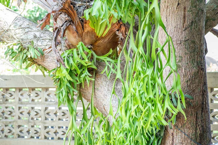 Cây cảnh như sừng độc lạ mang may mắn, tài lộc cho gia đình ảnh 9 Cây cảnh như sừng độc lạ mang may mắn, tài lộc cho gia đình ảnh 9