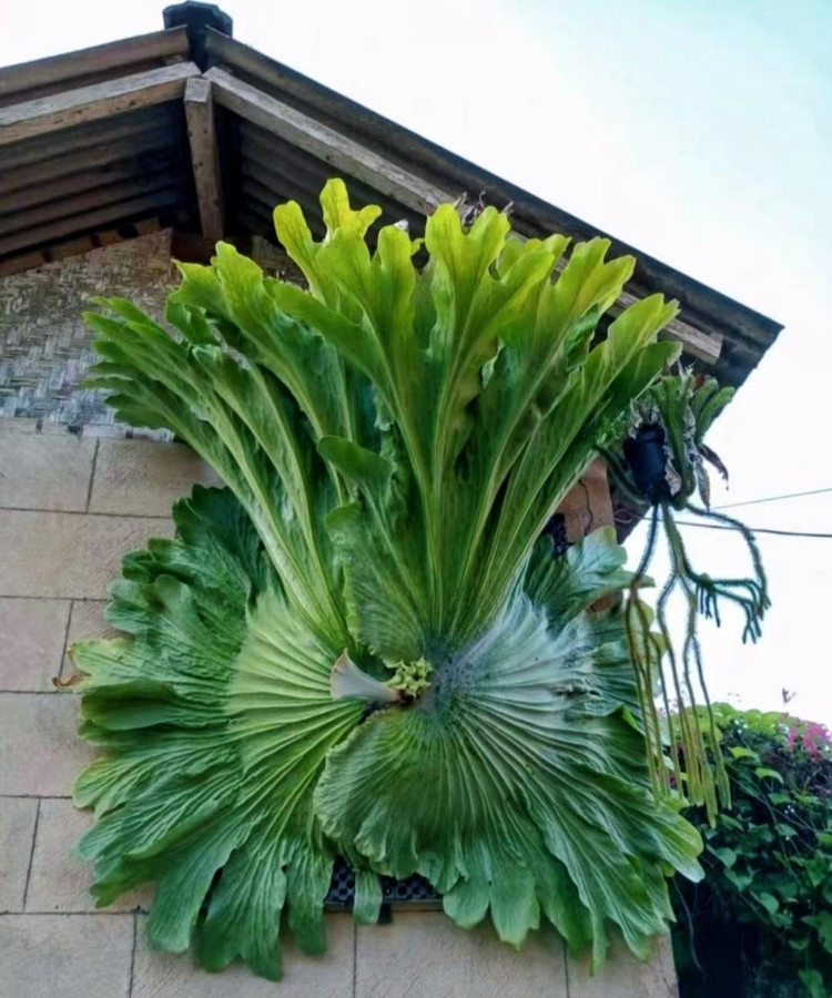Cây cảnh như sừng độc lạ mang may mắn, tài lộc cho gia đình ảnh 2 Cây cảnh như sừng độc lạ mang may mắn, tài lộc cho gia đình ảnh 2