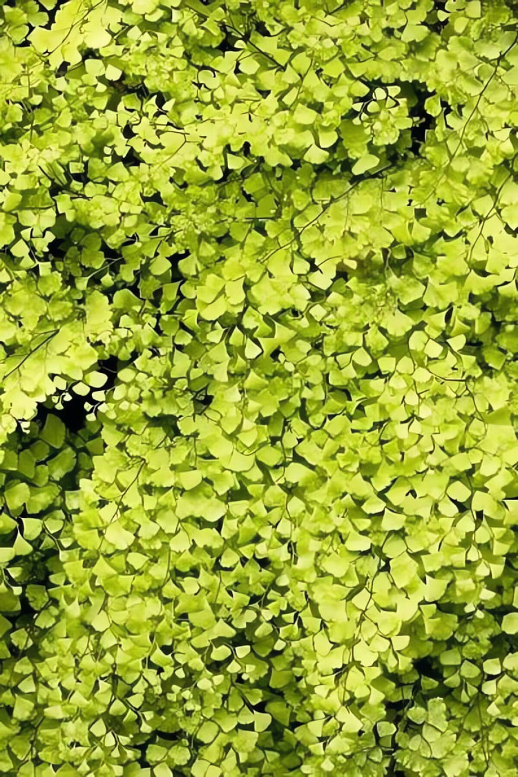Loài cây cảnh thần kỳ giúp dưỡng mắt, làm dịu tâm trí ảnh 6 Loài cây cảnh thần kỳ giúp dưỡng mắt, làm dịu tâm trí ảnh 6