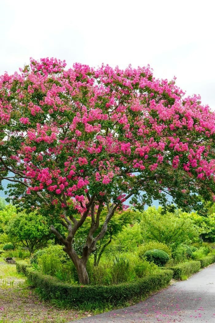 Nhà có cây ‘Tử khí Đông lai’, tài lộc đổ về cuồn cuộn ảnh 1 Nhà có cây ‘Tử khí Đông lai’, tài lộc đổ về cuồn cuộn ảnh 1