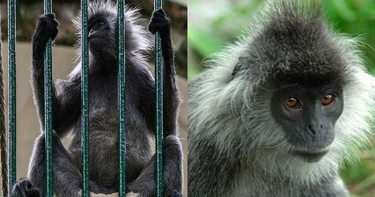 Loại động vật này cũng là loài đặc hữu, chỉ có ở Việt Nam, hiện đang đứng trước nguy cơ tuyệt chủng.