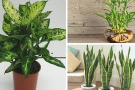Gia chủ muốn phát tài đừng quên trồng 5 loại cây này trong nhà