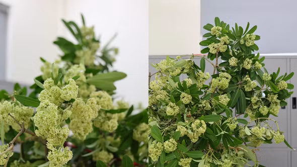 Dân văn phòng Hà Nội đu trend cắm hoa sữa, 'biến nỗi sợ thành niềm vui'
