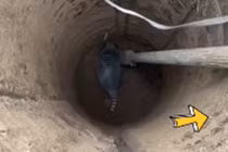 Đào giếng thấy con vật có hình thù kỳ lạ