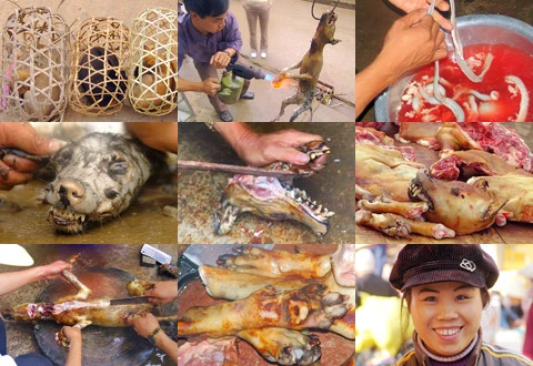 Loạt ảnh cực sốc về thịt chó Việt khiến Tây “rụng rời” 