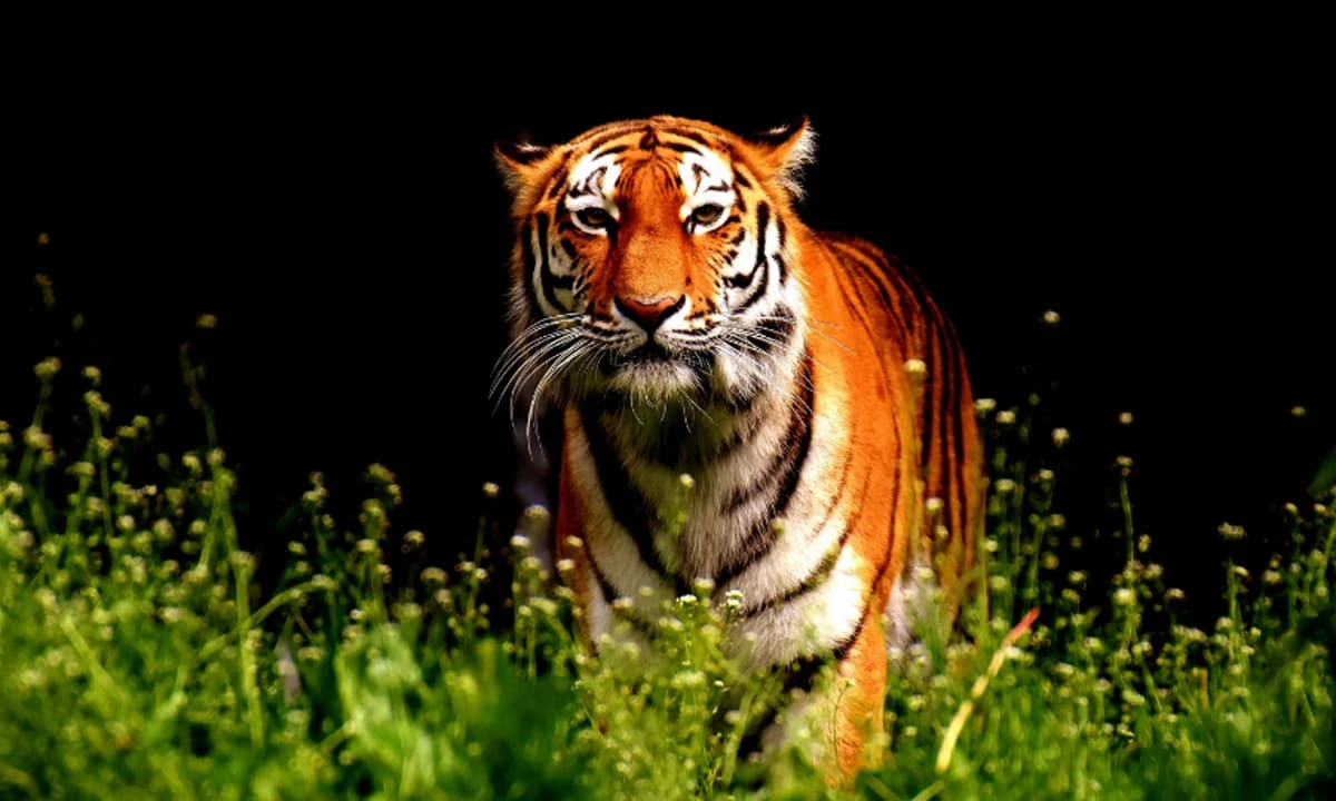 Cuối tháng cô hồn, 3 con giáp dễ rước họa vào thân, mất trắng