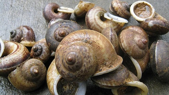 Bí ẩn loài ốc núi linh thiêng, duy nhất Việt Nam sở hữu 