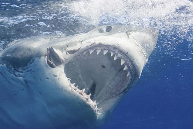 Kinh dị "quái ngư" dành cả cuộc đời để mọc... 30.000 chiếc răng