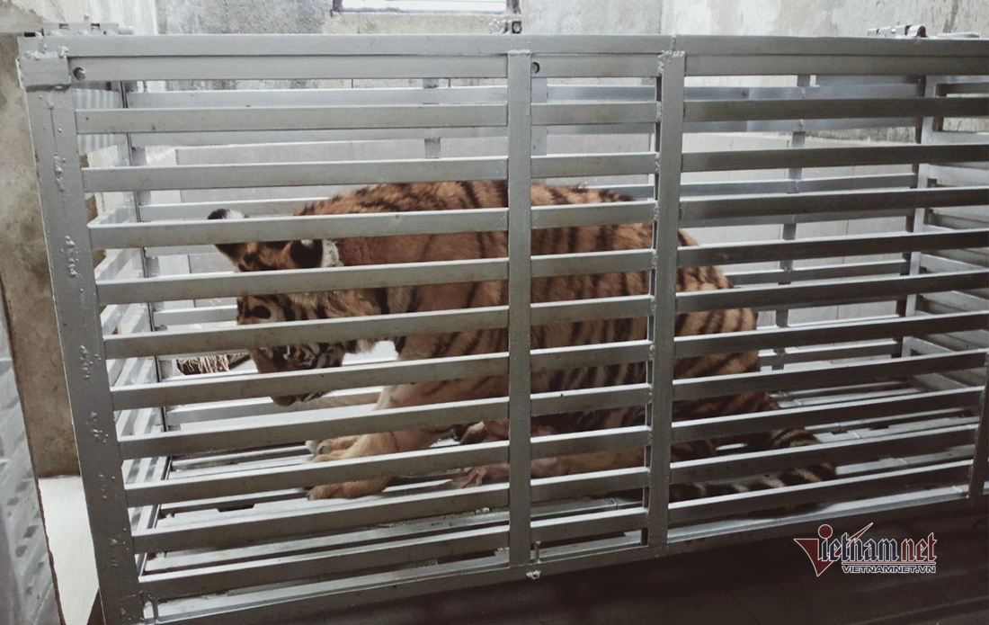 Hành trình di chuyển 7 con hổ từ Pù Mát về Phong Nha - Kẻ Bàng