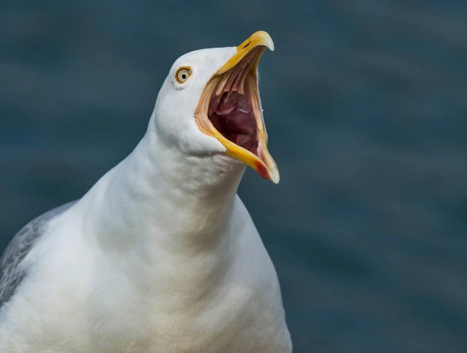 Top động vật hung tợn, tham lam nhất hành tinh: Chớ dại động vào! 