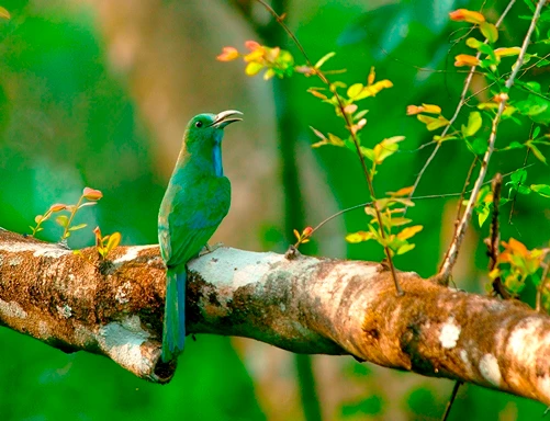 Vẻ đẹp như thiên đường của di sản thiên nhiên VN 