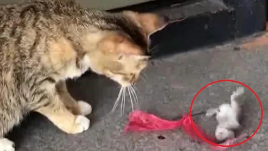 Video: Chết cười chuột giả chết, "lăn theo gió” trước mặt mèo