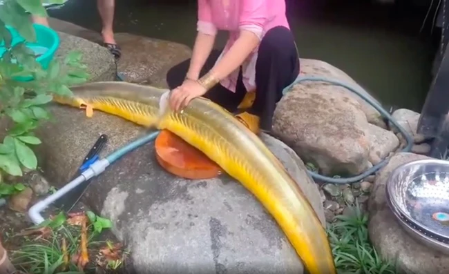 Xôn xao loài như "cá thần" dài cả mét, ở VN bán kiếm bộn tiền