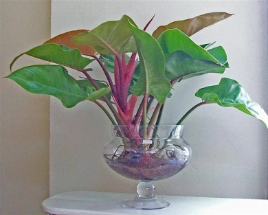 6 loại cây rước tài lộc cho dân công sở