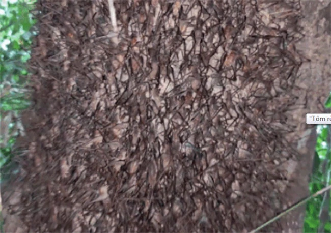 Lạ lùng loài tôm biết leo cây, người Việt thi nhau săn lùng 