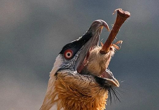 Cực dị quái điểu khổng lồ: Có râu dưới cằm, thích nuốt chửng xương 