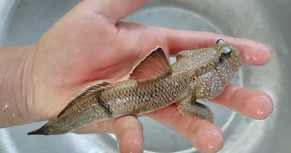 8 loài động vật độc - dị - lạ nhất Việt Nam, không hẳn ai cũng biết 