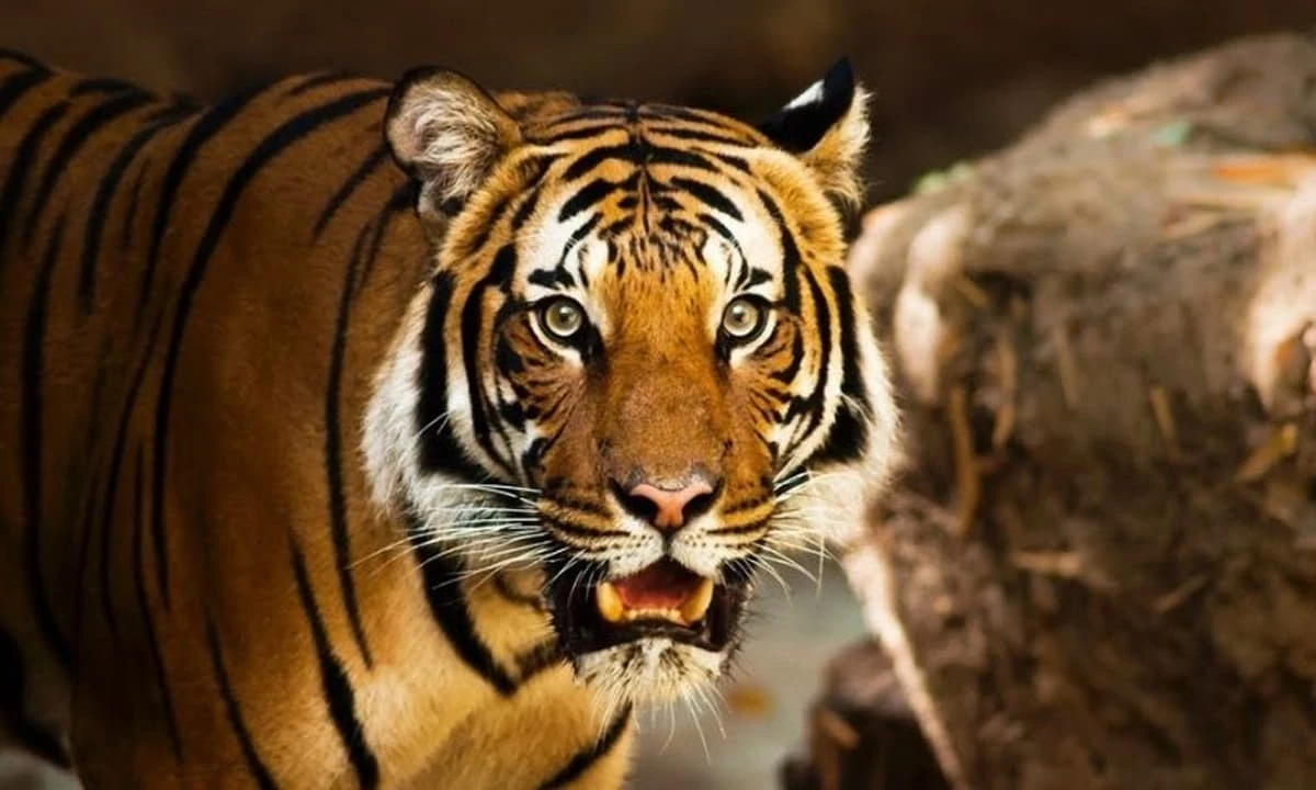 Xui xẻo khó tránh, 3 con giáp vận trình xuống dốc tuần mới (22/8-28/8)