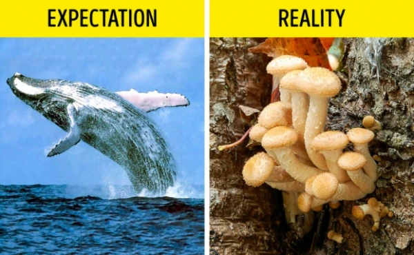 9 'sự thật' sai bét loài người vẫn tin sái cổ