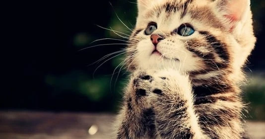 4 tuổi xấu nhất Quý Mão, hạn Tam tai lại phạm Thái Tuế, nghèo thảm