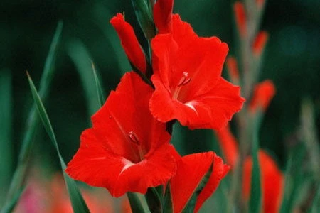 Tết Bính Thân 2016 chưng hoa gì để rước tài lộc, may mắn? 