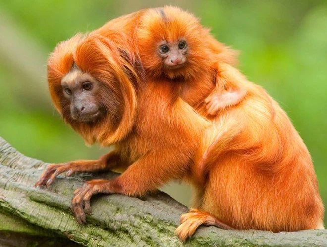 Kinh ngạc top động vật mini quý-hiếm-lạ bậc nhất thế gian