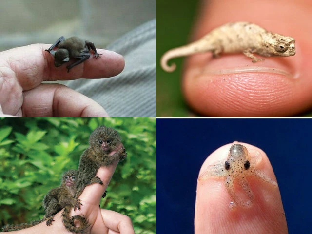 Tuyển tập những động vật bé tin hin lạ lùng nhất quả đất