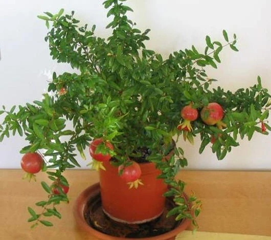 Những cây cảnh mang vận cát tường trong năm mới