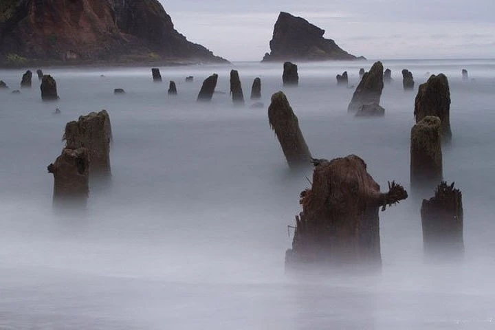 Bí ẩn “khu rừng ma” 2000 tuổi bất ngờ xuất hiện trên biển 