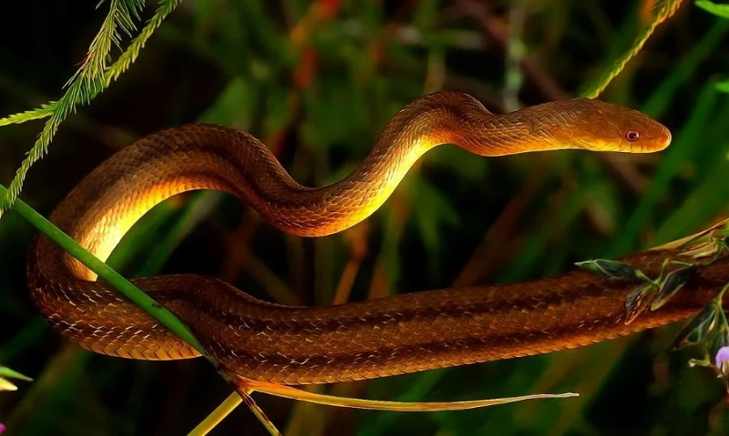 Cuối năm tụ tài: 4 tuổi may mắn ập xuống đầu, tiền phủ kín lối