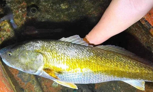 Việt Nam có loài cá cực lạ, bắt được một con đủ ăn cả đời