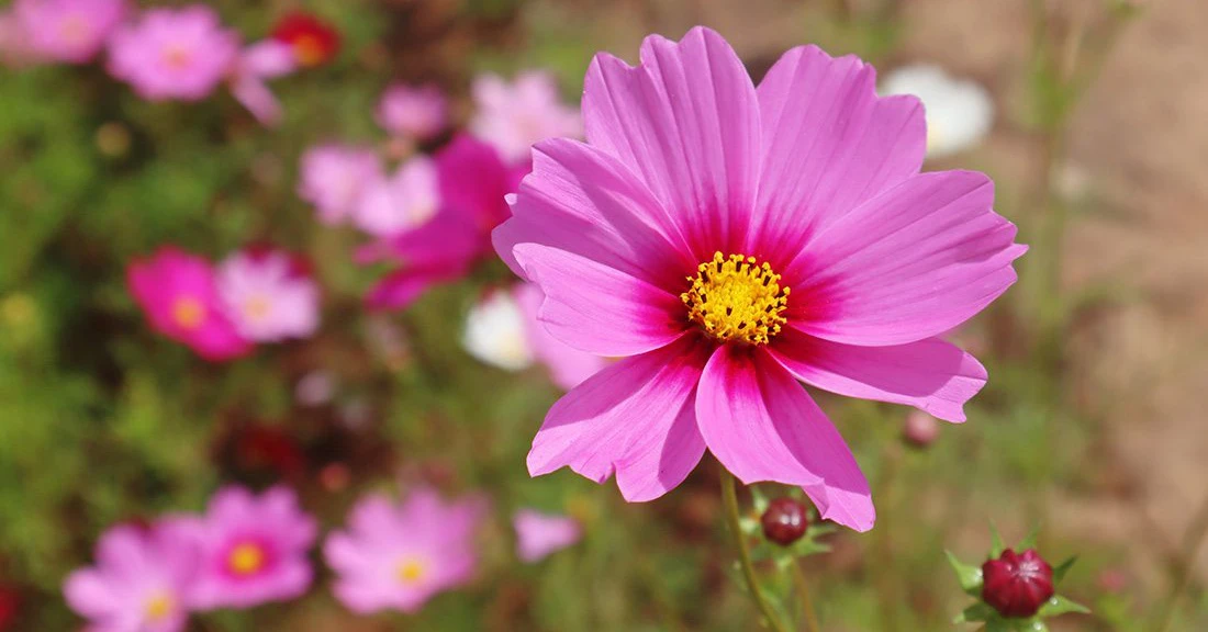 3 con giáp trúng quả đậm, đổi vận giàu sang từ giữa tháng 4/2022