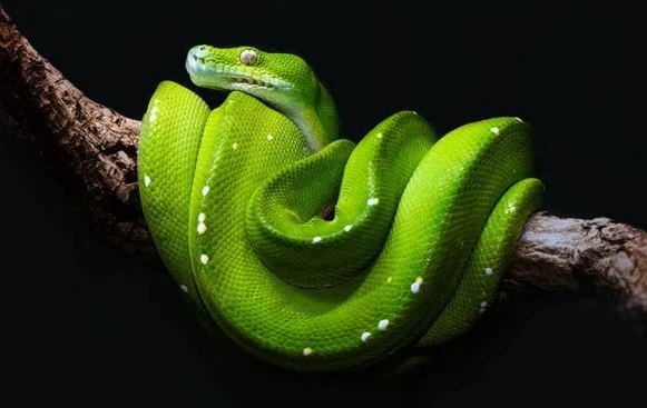 Sự thật lạ lùng về thế giới động vật, chắc hẳn bạn chưa biết