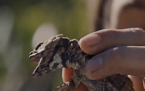 Hí hửng khoe bắt được “rồng con”, chuyên gia hét lớn: “Thả ra ngay!“