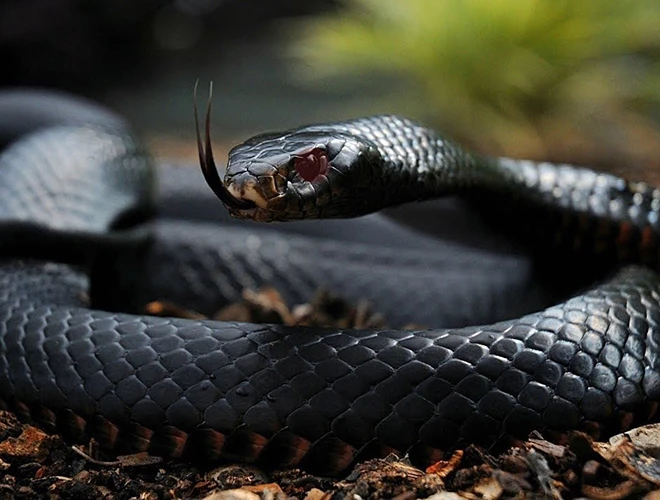 10 loài rắn hiểm độc nhất thế gian, có con là "quan tài di động" 