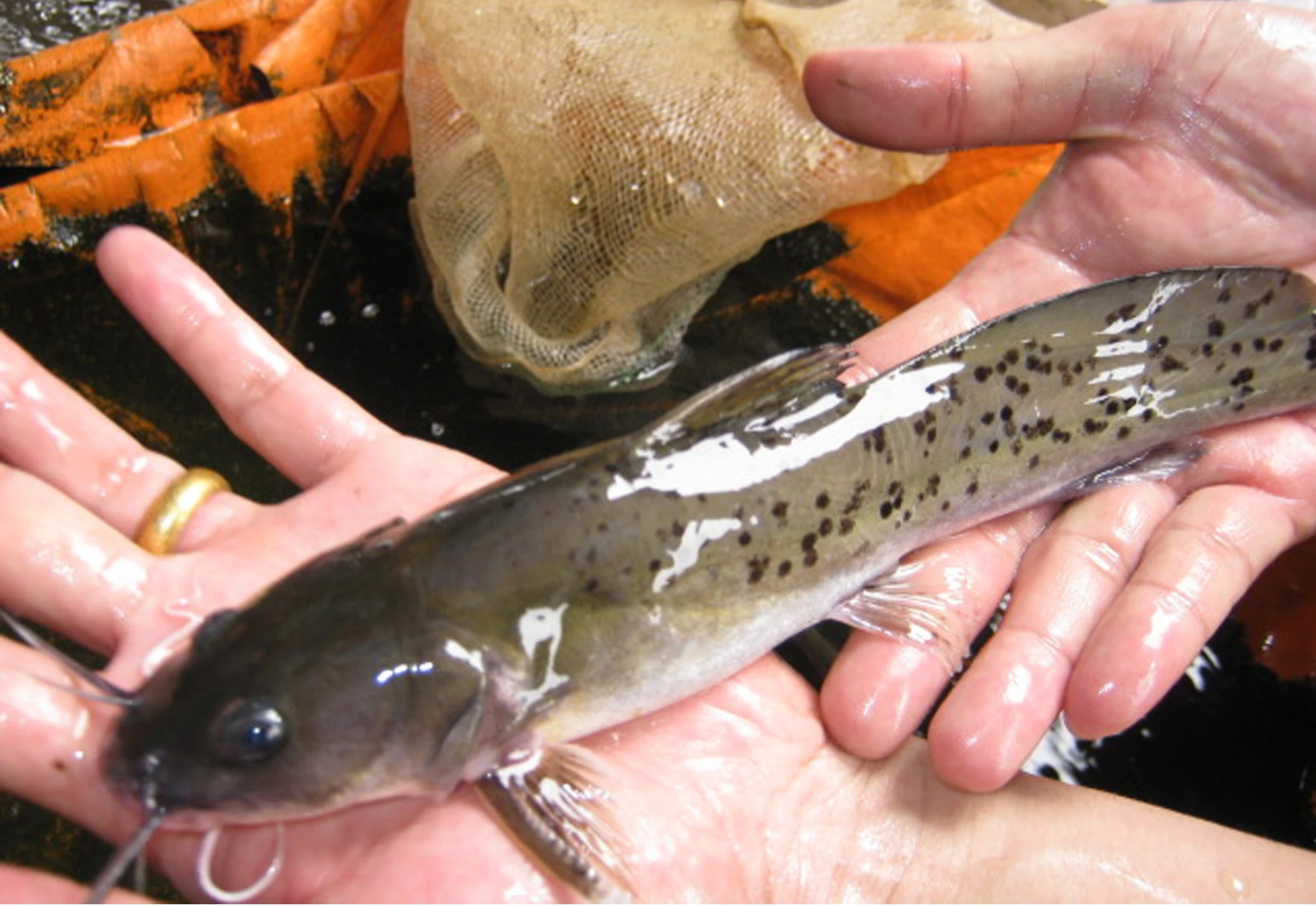 4 loại “quý ngư” hiếm nhất sông Hồng, người Việt coi như báu vật 